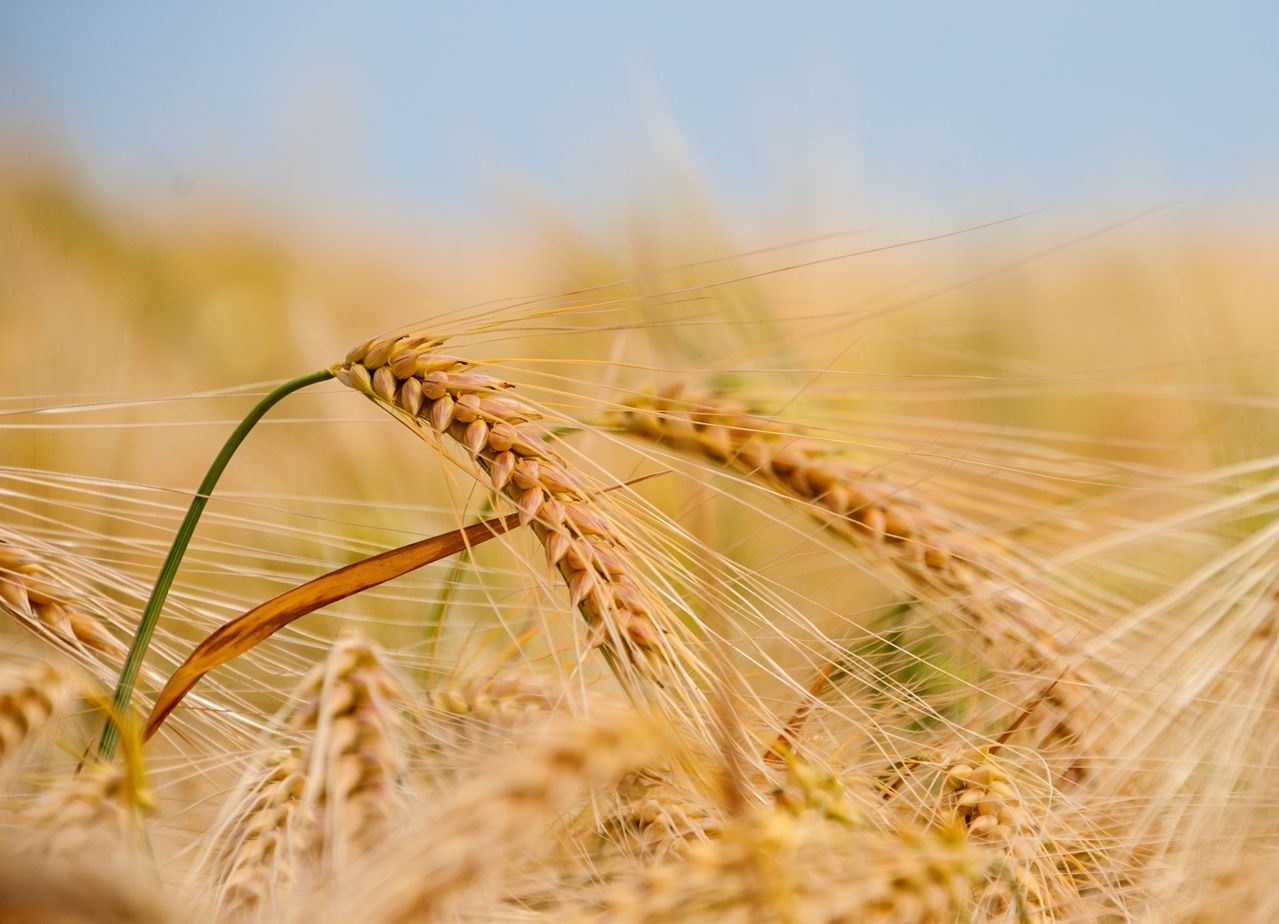 Produkty zawierające gluten - pieczywo, makaron i mąka